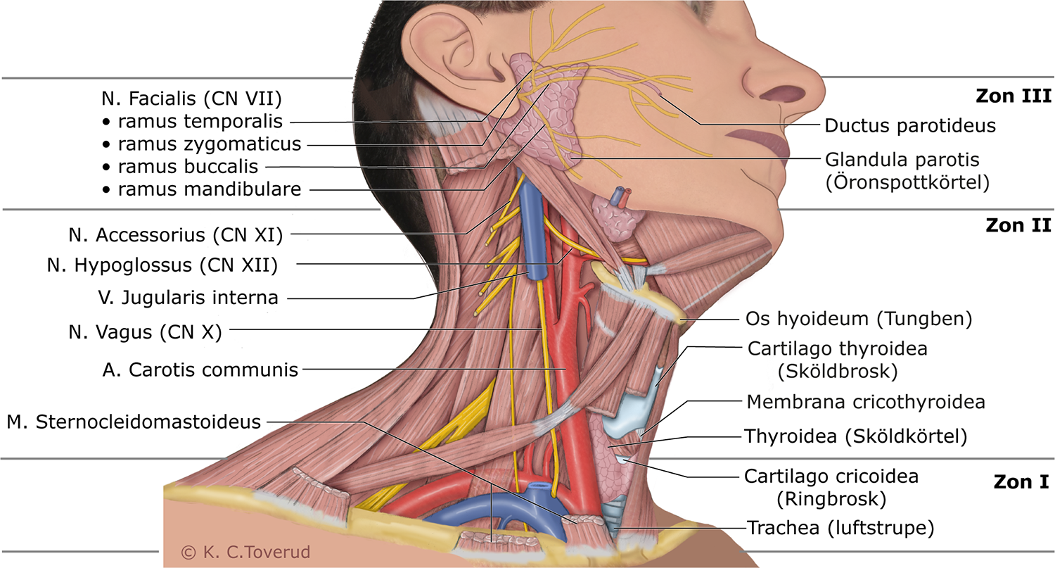 Anatomiska strukturer och de tre halszonerna