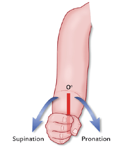 Figur 2. Suspination Pronation